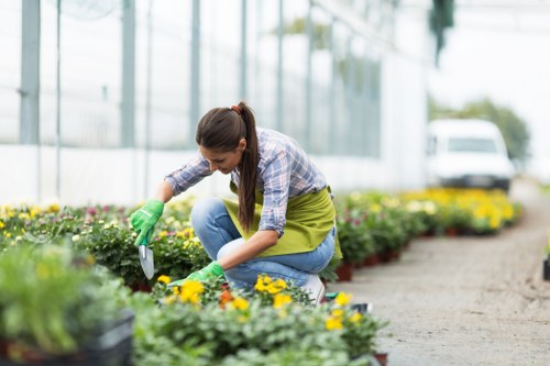 A woman wearing a plaid shirt, green gardening apron, and green gloves is kneeling in a greenhouse or nursery, carefully tending to rows of flowering plants with yellow blossoms. The garden bed is bordered by a gravel pathway, and additional potted plants are visible nearby. Behind her, the background features large glass windows allowing natural light to illuminate the space, with a view of trees and a white van outside, indicating an outdoor setting near Hanwell in West London. The scene highlights outdoor gardening activities focused on maintaining and cultivating ornamental flowers, suitable for residential or community garden spaces. The mixture of vibrant yellow flowers against the green foliage creates a natural and lively atmosphere, emphasizing the importance of precise plant care in professional gardening services provided by Gardening Services Hanwell. The overall environment appears calm and well-maintained, with natural daylight enhancing the colours of the plants and soil, reflecting typical garden maintenance work in the local area.