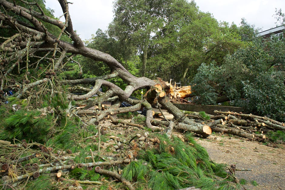 A city sidewalk scene showing a row of tall trees with bark textures varying from smooth to rough, some with broken branches and scattered leaves on the wet pavement, indicating recent storm damage. T